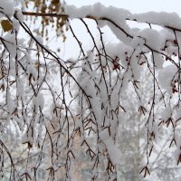 В зимнем уборе :: Татьяна Лютаева