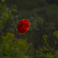 Пребрежный :: Олег Денисов