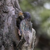 скворец :: юрий макаров