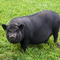 Московская область. Серпухов. Ферма «Русский страус». :: Наташа *****