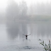 В туман улетающая... :: Владимир Безбородов В туман улетающая... :: Владимир Безбородов