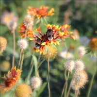 Шмелики. :: Александр 