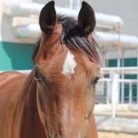 Взгляд :: Оксана Новик 