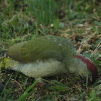 дятел седой :: Сергей Лычагин