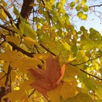 прекрасный октябрь :: Елена Шаламова