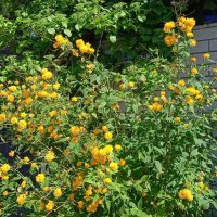 был май :: Елена Шаламова был май :: Елена Шаламова