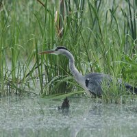 Серая цапля :: Сергей Лычагин