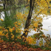 Картинки осени :: Рита Симонова