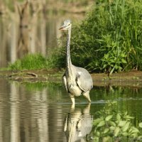 Серая цапля :: Сергей Лычагин