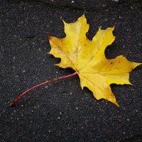 Картинки осени :: Рита Симонова