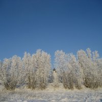 Морозное утро :: Anna Ivanova Морозное утро :: Anna Ivanova