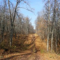 Променад по осенним оврагам.. :: Андрей Заломленков Променад по осенним оврагам.. :: Андрей Заломленков