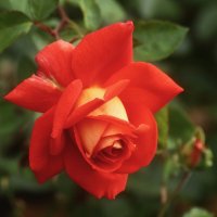 Доброе утро :: Юрий. Шмаков Доброе утро :: Юрий. Шмаков