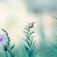 Летняя фантазия :: Олег Пученков Летняя фантазия :: Олег Пученков