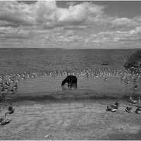 Деревенский сюжет :: Сергей В