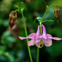 Балеринка :: Светлана 