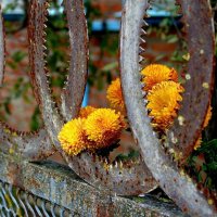 Соединение прекрасного с безобразным, нежного с суровым, уходящего с настоящим. :: Екатерина Леш