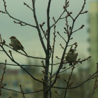 Не про вас - про синичек ! :: Юрий Куликов