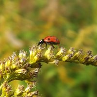 ** :: Зоя Мишина