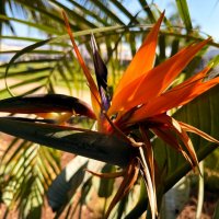 Стерлиция в ноябре на пляже :: Александр Деревяшкин Стерлиция в ноябре на пляже :: Александр Деревяшкин