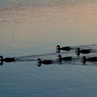 Утиный веер :: Екатерина Леш