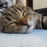 мурзик :: СЕРГЕЙ ФИЛОЧКИН мурзик :: СЕРГЕЙ ФИЛОЧКИН