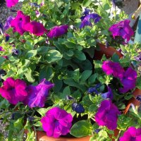 ПЕТУНИЯ :: СЕРГЕЙ ФИЛОЧКИН