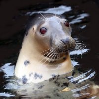 тюлень :: Михаил Бибичков