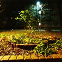 Раннее ноябрьское утро. :: Василий Палий