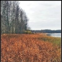 Берег реки Гжать :: Ольга Довженко