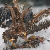 Пух да перья .. :: Влад Соколовский