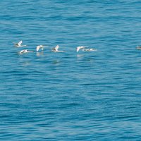 лебеди над морем :: Виталий Емельянов лебеди над морем :: Виталий Емельянов