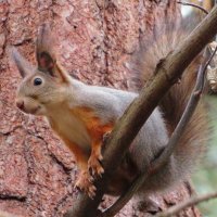 Уже в зимней шубке :: Андрей Снегерёв