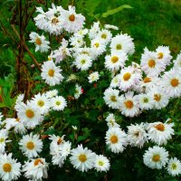 Цветы ноября :: Aida10 Цветы ноября :: Aida10