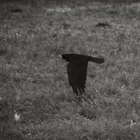 низкий полет :: Ольга Косачова