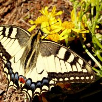 опять про бабочек...34 :: Александр Прокудин