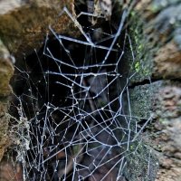 паутина :: Ольга Косачова паутина :: Ольга Косачова