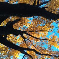 Осень :: Сапсан 