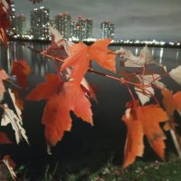 Осень :: Сапсан 