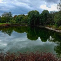 ива :: Ольга Косачова