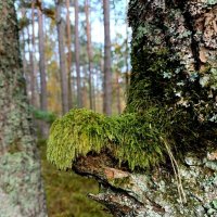 Лесной "обитатель" на страже леса :: Людмила Жданова Лесной "обитатель" на страже леса :: Людмила Жданова