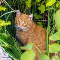Рыжик :: Светлана Ищенко