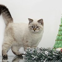 Британская короткошерстная кошка (колор-пойнт) :: Светлана Ищенко