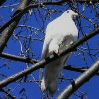 Присел отдохнуть :: Людмила Смородинская