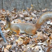 В поисках заначки ... :: Константин Анисимов