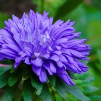 Осенние цветы :: Милешкин Владимир Алексеевич 