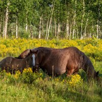 Жизнь только начинается :: Игорь Сикорский Жизнь только начинается :: Игорь Сикорский