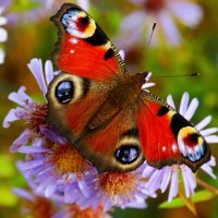 Доброе утро :: Юрий. Шмаков Доброе утро :: Юрий. Шмаков