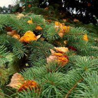Осенний наряд на елях :: Мария Васильева Осенний наряд на елях :: Мария Васильева