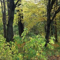 Картинки осени :: Рита Симонова